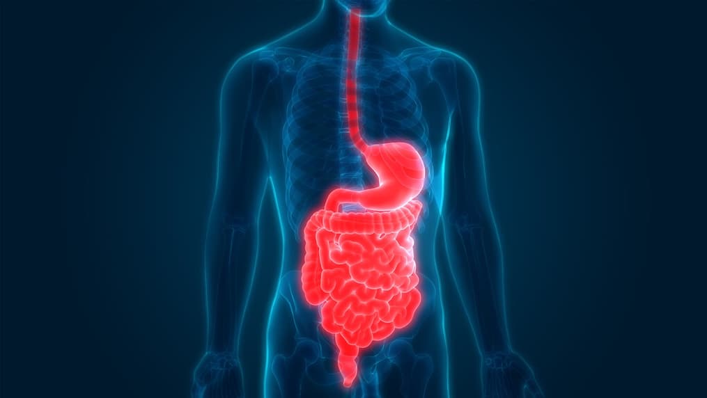 Header DigestiveTract