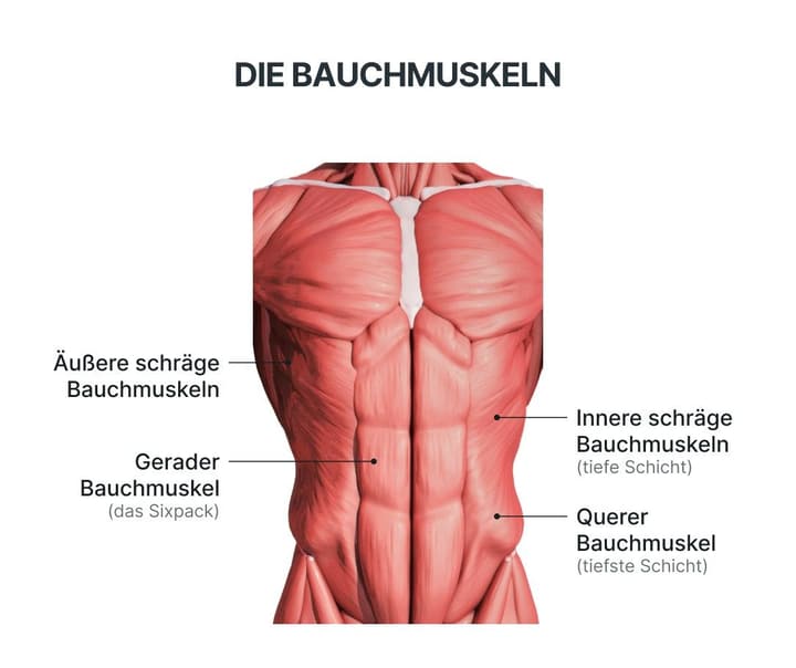 Grafik der Bauchmuskeln: gerader Bauchmuskel (das Sixpack), innere und äußere schräge Bauchmuskeln sowie querer Bauchmuskel