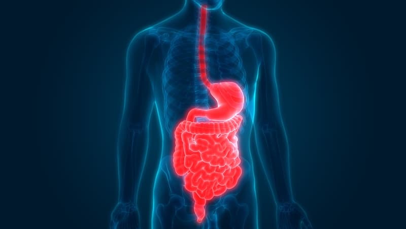Header DigestiveTract